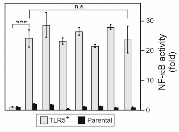 Activation of TLR5 in HEK reporter cells was quantified using NF-κB luciferase reporter gene assays.jpg